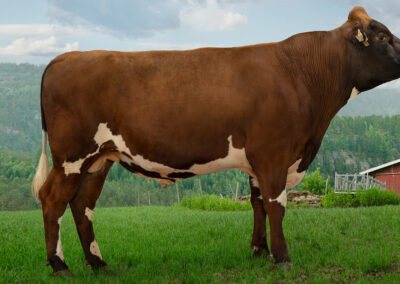 Toppokse frå Messing