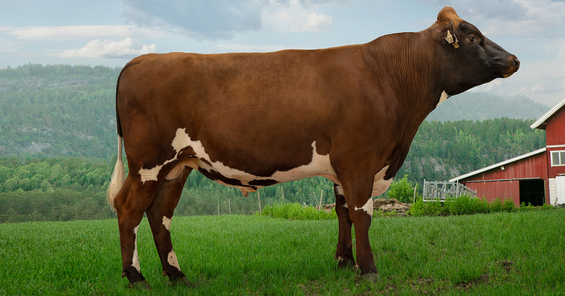 Toppokse frå Messing