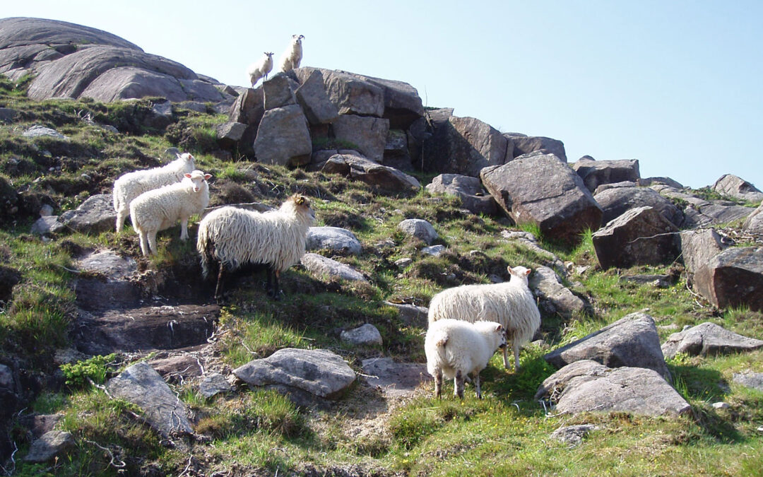 Klimavenleg kjøt frå kystlyngheia