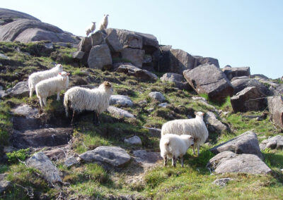 Klimavenleg kjøt frå kystlyngheia