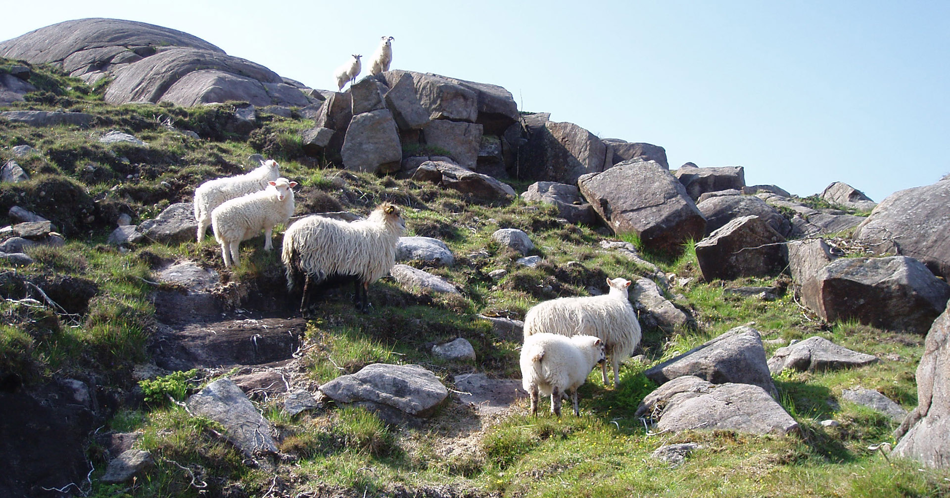 Klimavenleg kjøt frå kystlyngheia