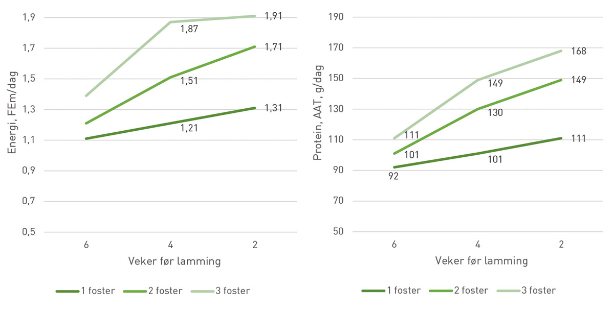 Figur 1: Syner eit aukande behov i energi (FEm) og protein (AAT) i vekene fram mot lamming, samt forskjellen i behovet til ei søye som venter 1, 2 eller 3 foster. Behovet til vedlikehald (80kg) er inkludert i figuren.