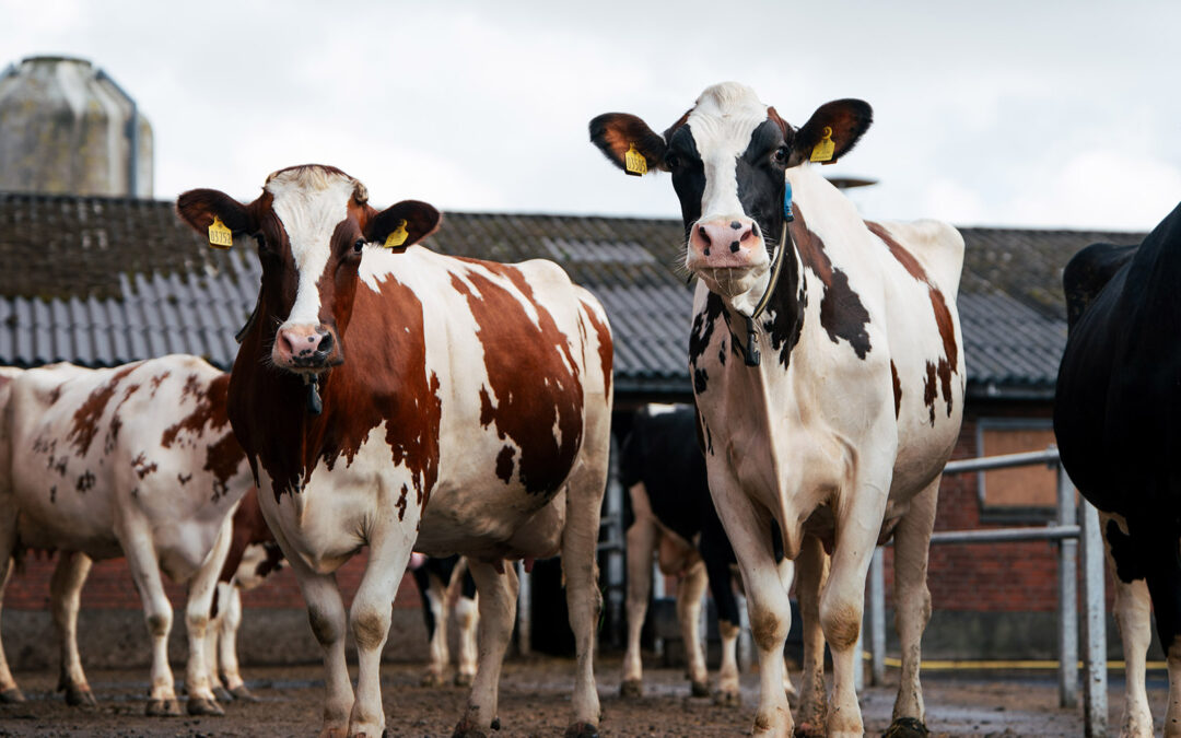 Dansk mjølk: Kraftig auke i feitt og protein