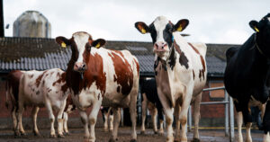 Rekord for tørrstoff: Danske kyr produserte nærare 900 kilo feitt og protein per ku førre år. Foto: VikingDanmark.