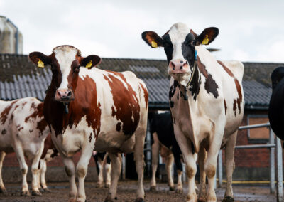 Dansk mjølk: Kraftig auke i feitt og protein