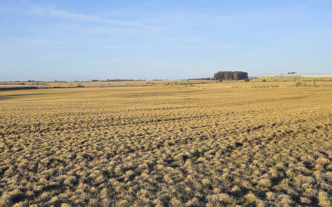 Så i eller pløya enga?