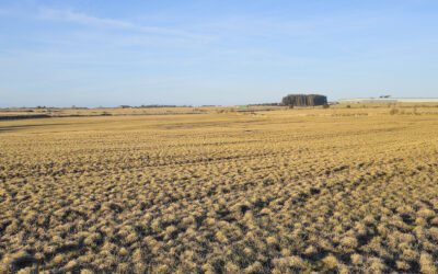 Så i eller pløya enga?