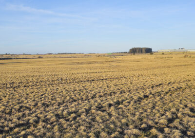 Så i eller pløya enga?