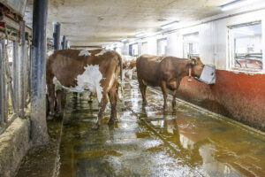 Gammalt og nytt: Fôrbrettet og er det same som i båsfjøset, men båsane er fjerna og erstatta med tett golv med gummimatte og skrape. Liggebåsavdelinga (t.h.) er bygd på utsida av den gamle fjøsveggen, med to inngangar inn til fôrbrettet.