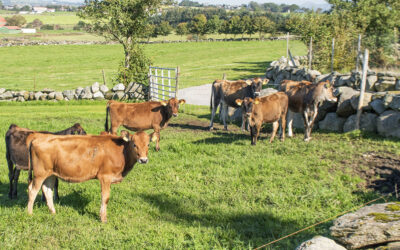 Rogaland framleis på jumboplass