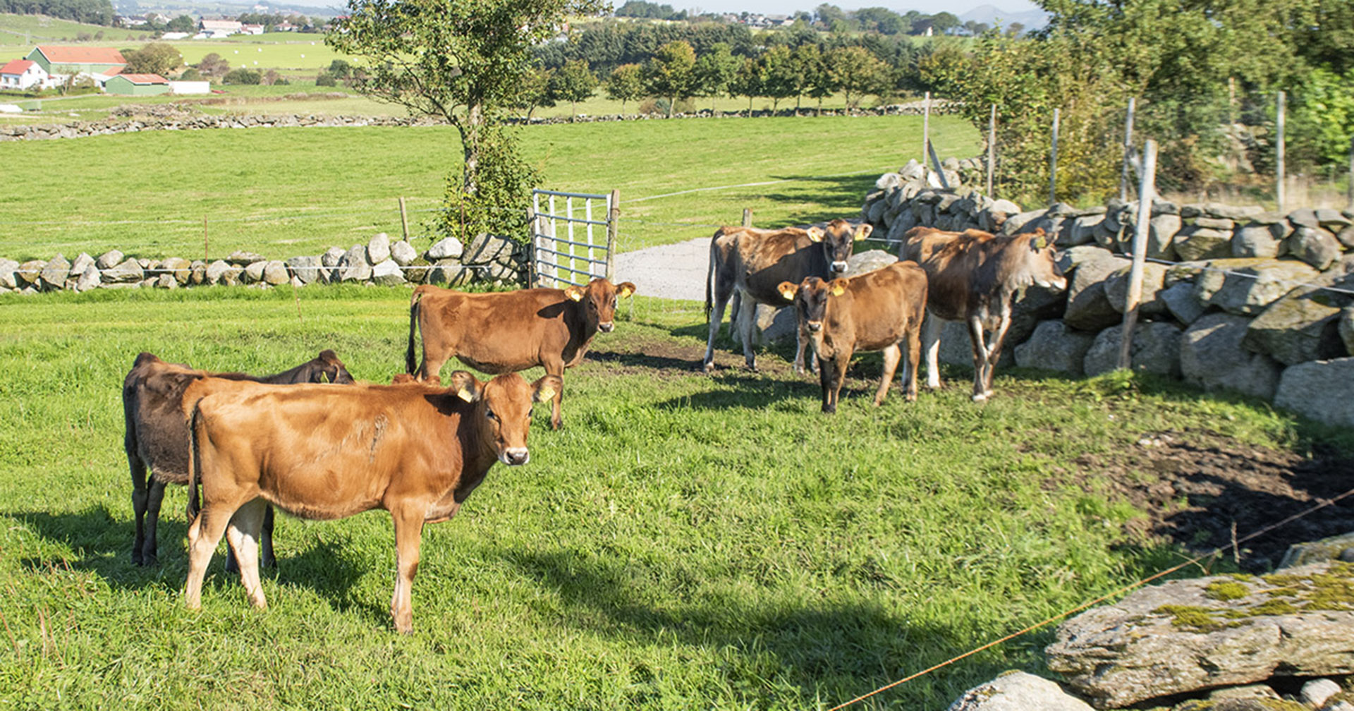 Rogaland framleis på jumboplass