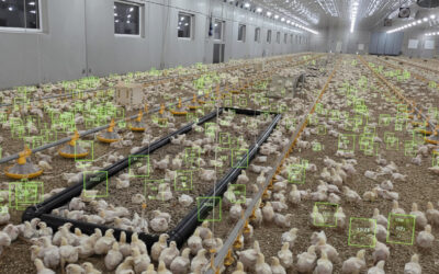 Kunstig intelligens i fjørfeproduksjon