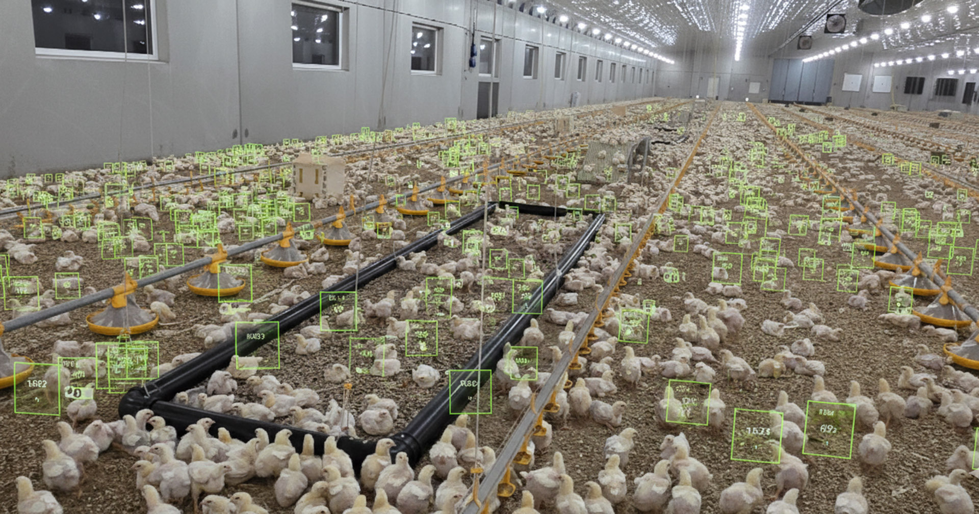 Kunstig intelligens i fjørfeproduksjon