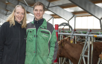 Gull med mjølkerobot