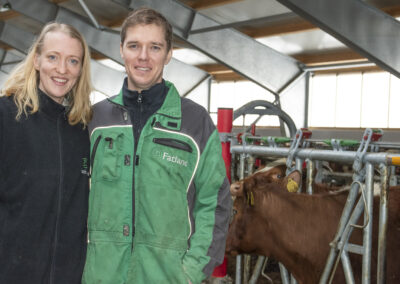 Gull med mjølkerobot