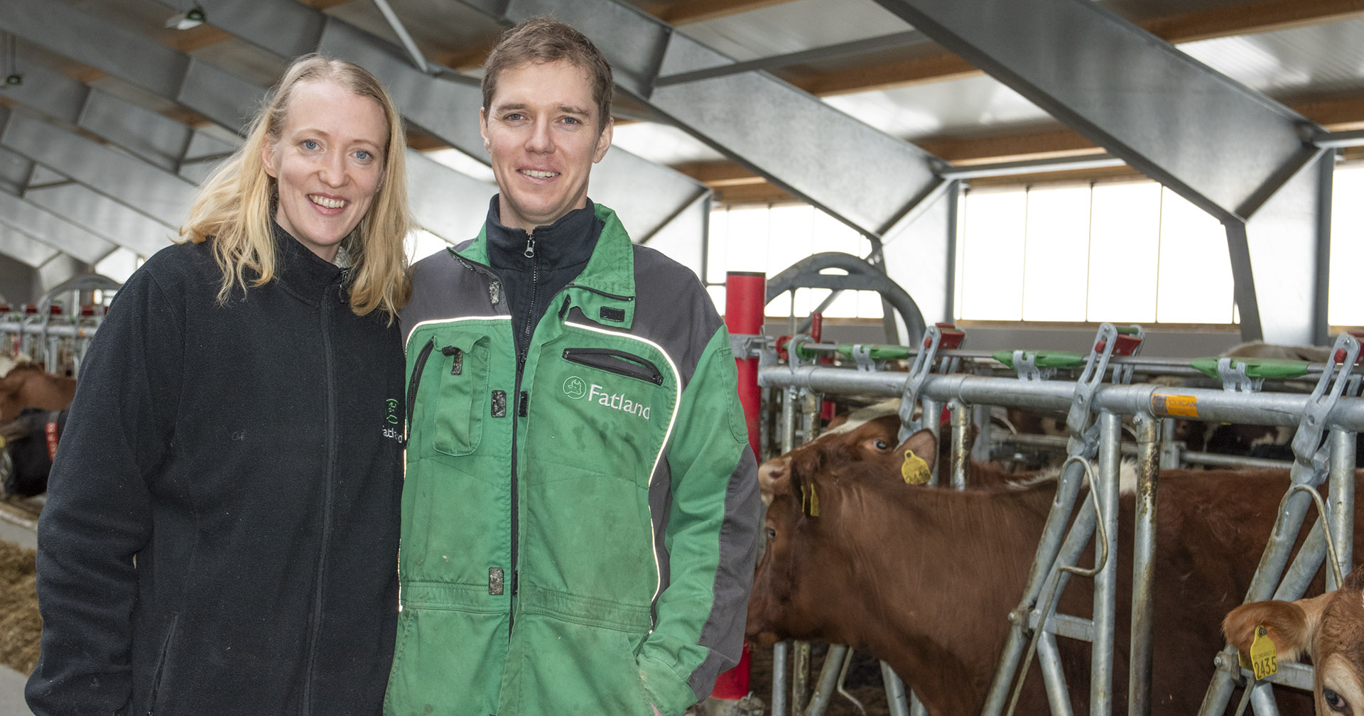 Gull med mjølkerobot