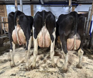 Beste gruppe: Kyrne til Rikke og Noralv Filseth Sandvik vart kåra til beste gruppe i konkurransen. Foto: Norsk Holstein
