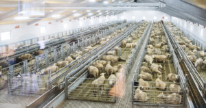 Stooort: Sauehuset til Silje Vatland og Per Erik Skretting er bygd og dimensjonert for 650 vinterfôra sauer. Eigeninnsatsen har vore betydeleg.