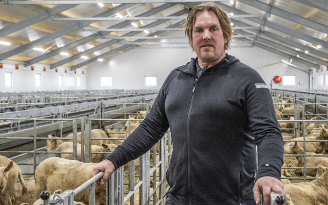 Alt klart for lemming i nytt hus