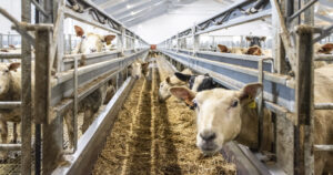 Trivsel: Her er det kjekt å vera sau. Legg merke til drikkeniplane. Dei er tett plasserte slik at vasstilgangen er sikra når gardane blir delt opp i mindre einingar i lemminga.