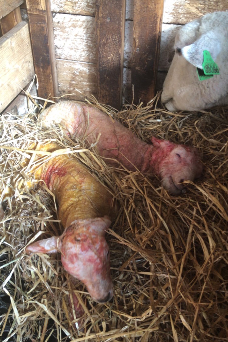 Godt leie før lamming: Nokre søyer kan få problem med bein, bekken og elles i bevegelses-<br />
apparatet, særleg på slutten av drektigheita. Då er det godt å ha moge­legheit til å flytta dei til ein binge med mjukt under­-<br />
lag med talle.