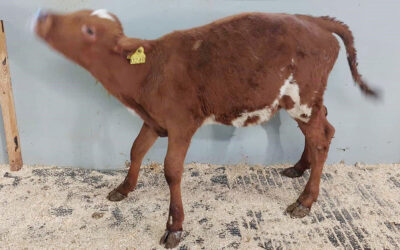 Klauvmysteriet på Voss