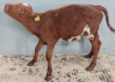 Klauvmysteriet på Voss