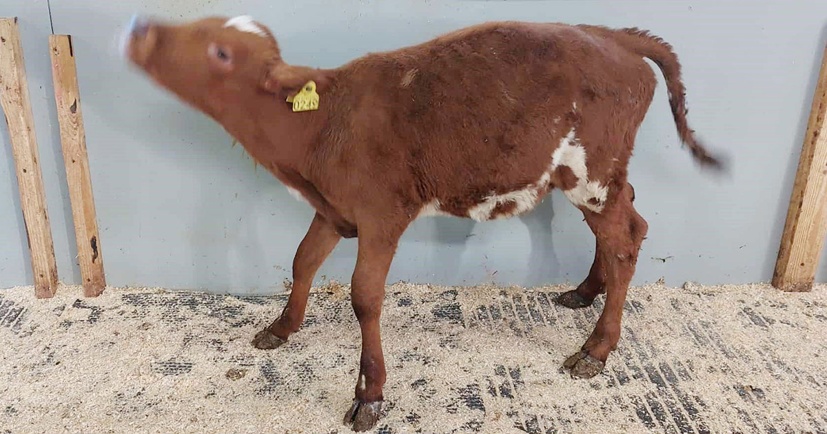 Klauvmysteriet på Voss