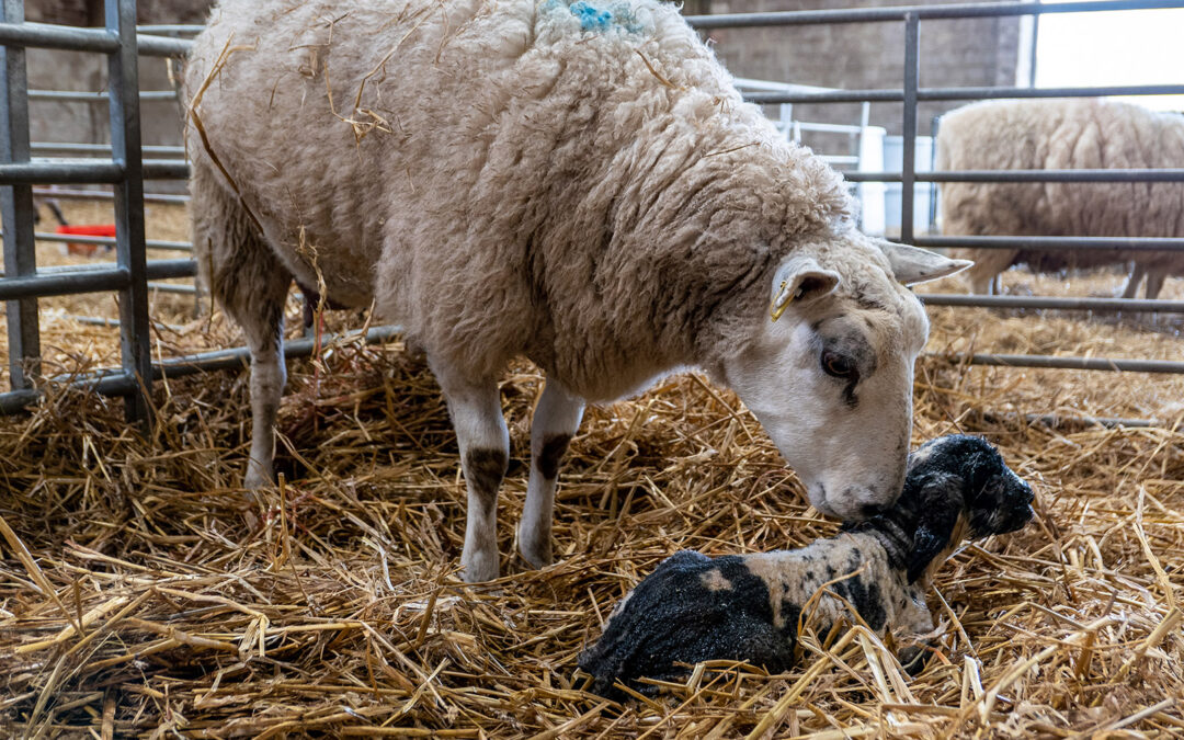 Fôring for produktive søyer og livskraftige lam