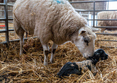 Fôring for produktive søyer og livskraftige lam