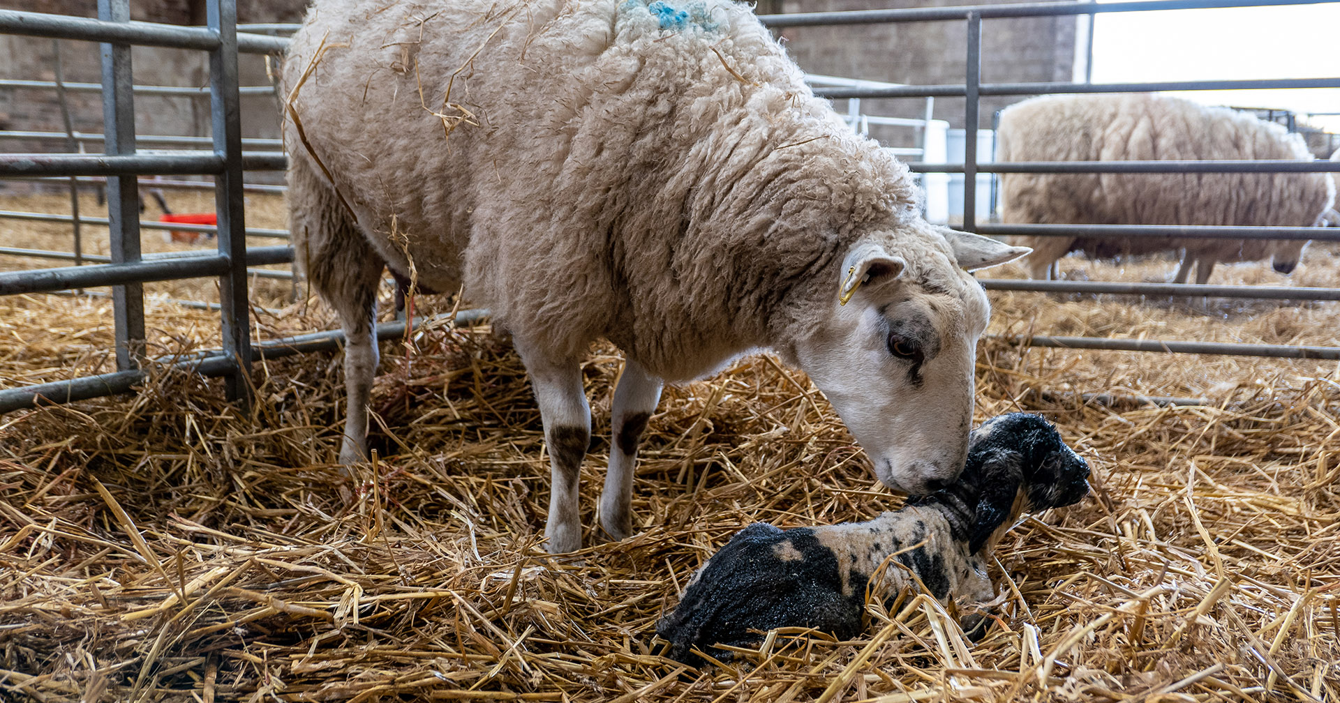 Fôring for produktive søyer og livskraftige lam