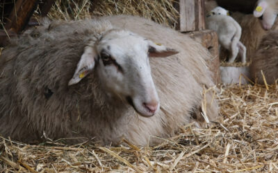 Mjukt leie til tunge søyer