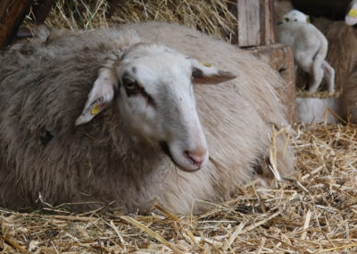 Mjukt leie til tunge søyer