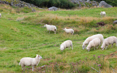 Prioriterer beite- og driftstilskot