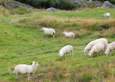 Prioriterer beite- og driftstilskot