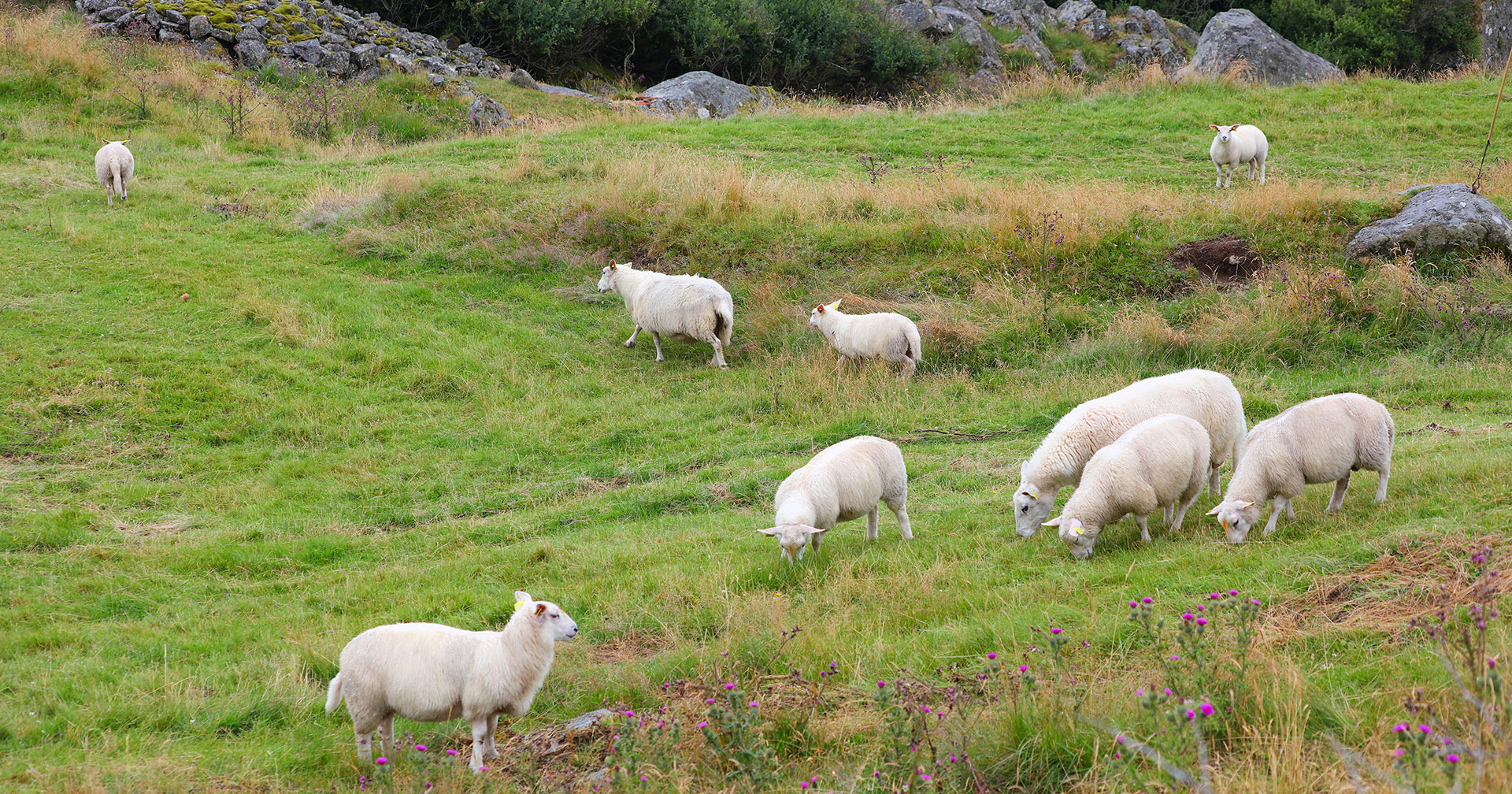 Prioriterer beite- og driftstilskot