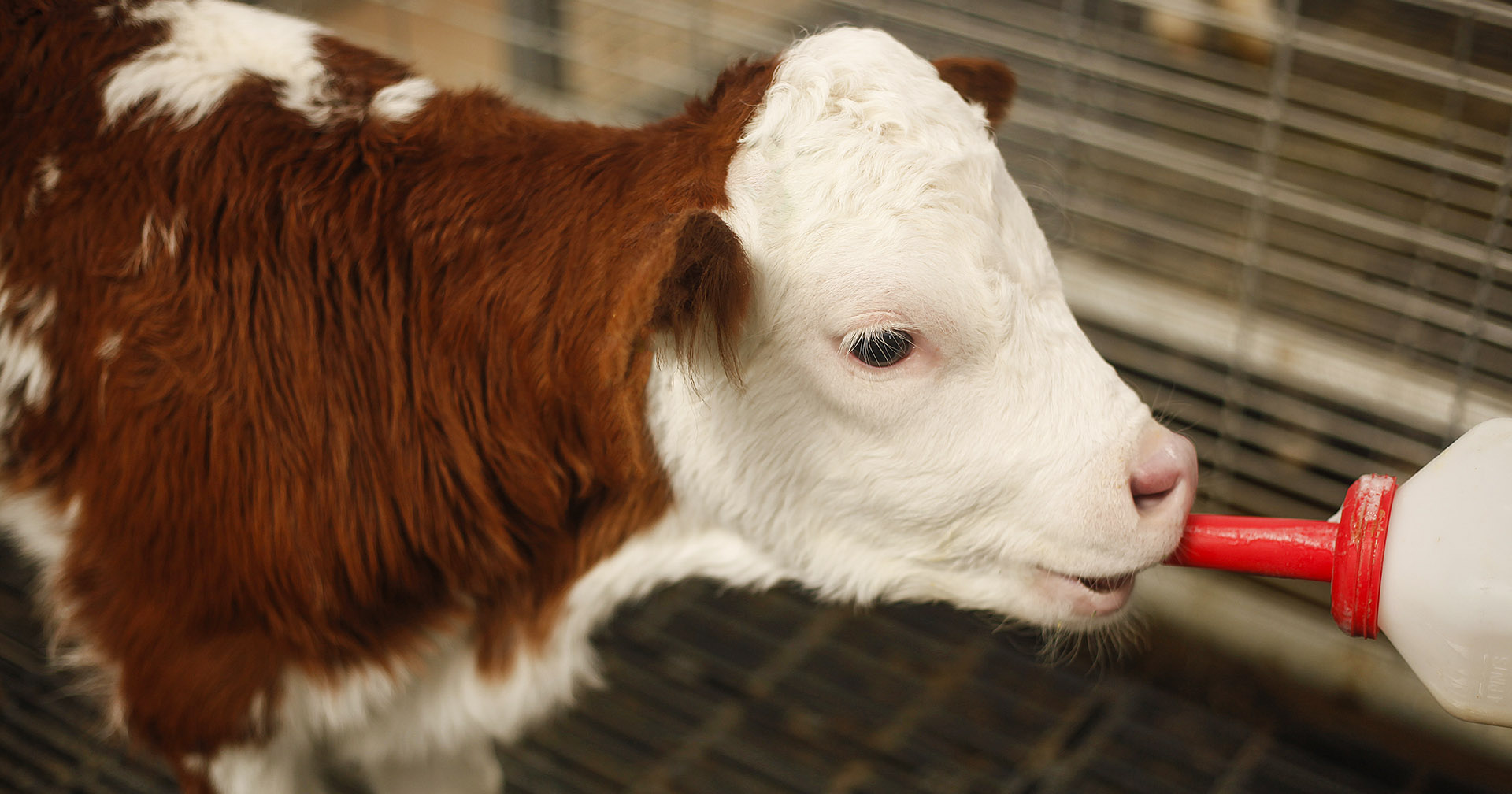 Mat=medisin: Tidleg krøkast med god råmjølk, som god mjølkeku skal bli!<br />
Foto: Istock / venuestock