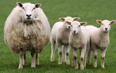 Hva gjør vi med trillingsøya?