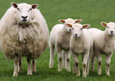 Hva gjør vi med trillingsøya?