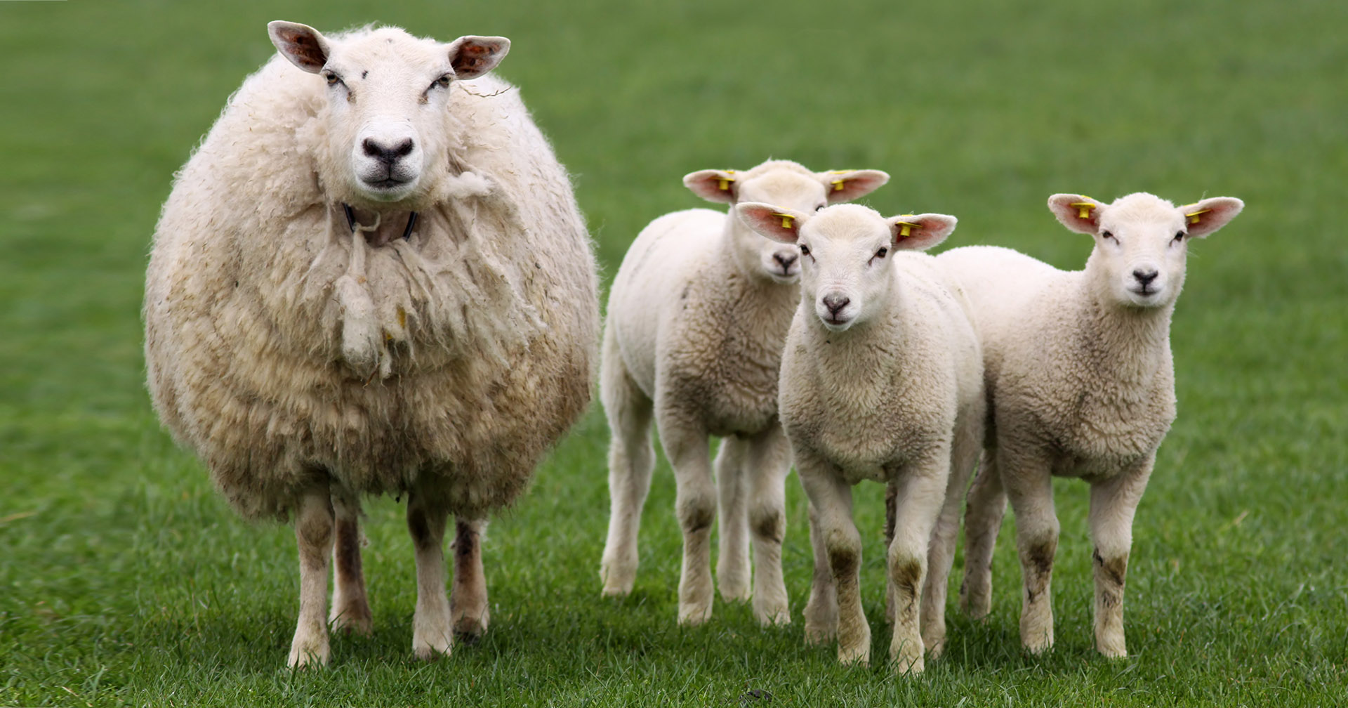 Hva gjør vi med trillingsøya?