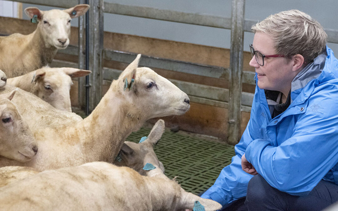 Fjelltveit: Bonde = beredskap