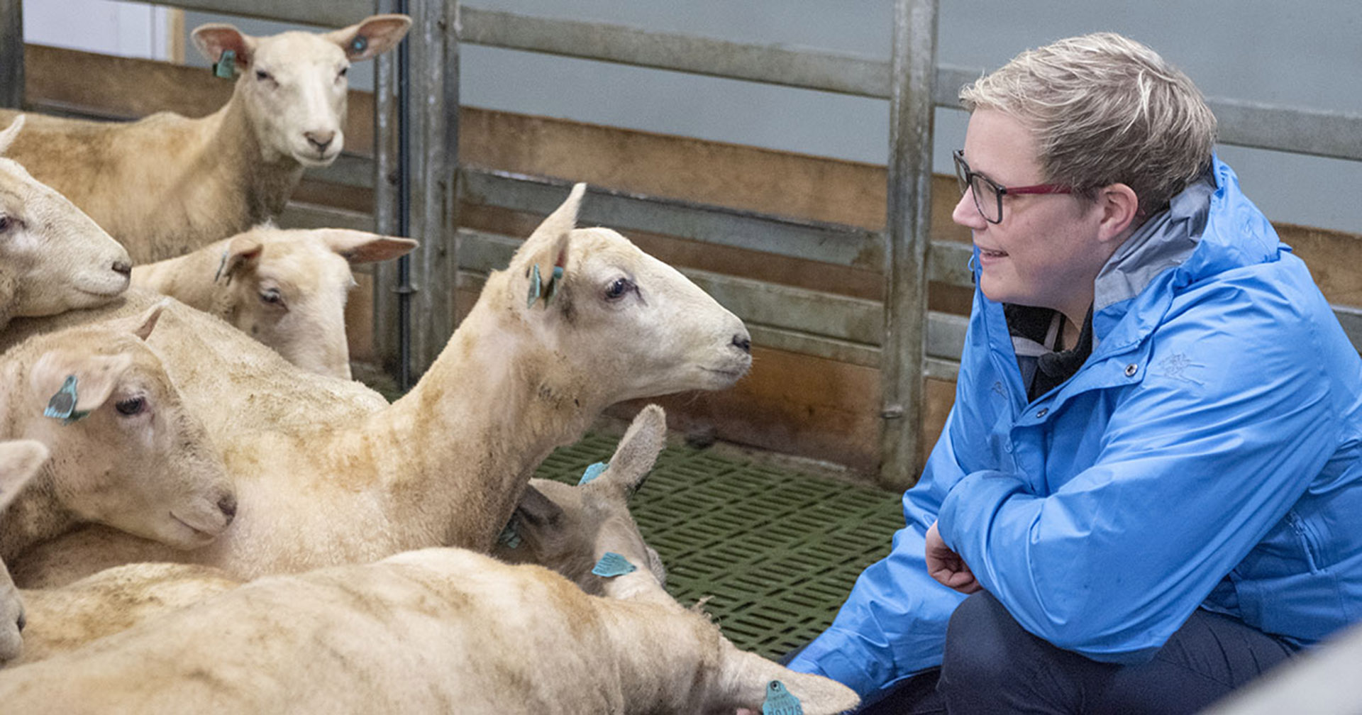 Fjelltveit: Bonde = beredskap