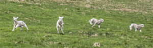 Liv! Vår! Når det kokar som verst i sauehuset – gle deg til den dagen du kan sjå lamma danse i vårsola. Illustrasjonsfoto.