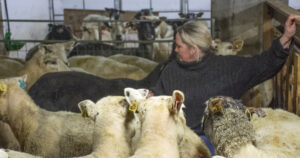 Rett før: Sauene er lyste og klipte og gruppert etter alder og tal foster. No er det berre å håpe på ei god lemmingstid med friske dyr og livskraftige lam.