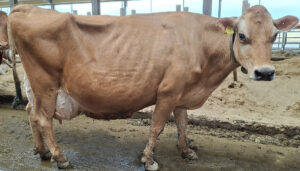 Toppytar: Jerseykua Blondi er fødd 4. februar 2016. Far er 27054 VJ Husky og morfar er 27062 VJ Hjern. Kua er 75 prosent jersey og 25 prosent NRF. Foto: Privat.