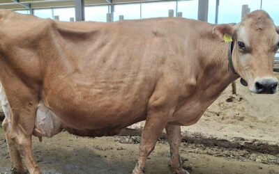 Jerseykua Blondi: 14.500 kilo EKM i snitt