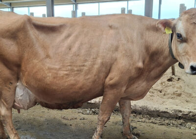 Jerseykua Blondi: 14.500 kilo EKM i snitt