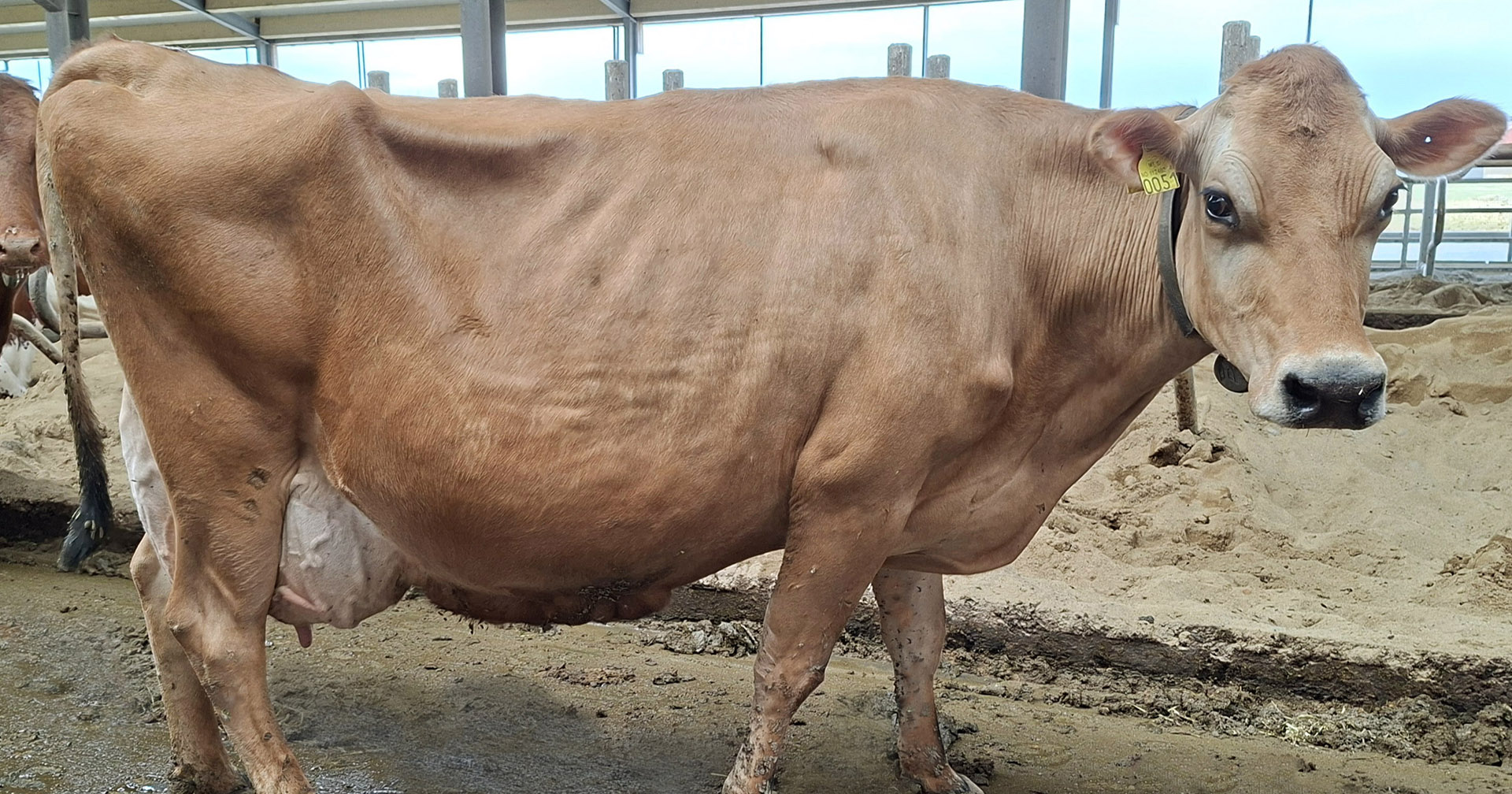 Jerseykua Blondi: 14.500 kilo EKM i snitt