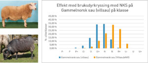 Val av kryssingsver: NKS-veren Kong Karl er eit døme på ein god kryssingsver på lette rasar som til dømes villsau. Kong Karl har høg slaktevekt og -klasse, men gir lette lammingar. Figuren som viser effekten på klasse av å nytte NKS på gammalnorsk sau, er laga av Finn Avdem og Per Johan Lyse.