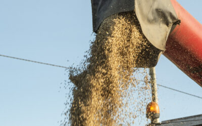 Korn: Treng meir norskprodusert – og høgare kvalitet